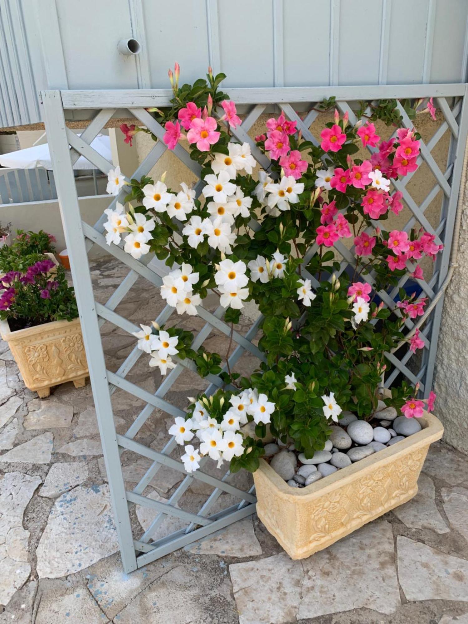 Pansion Margarita Apartment Agios Nikitas Exterior photo